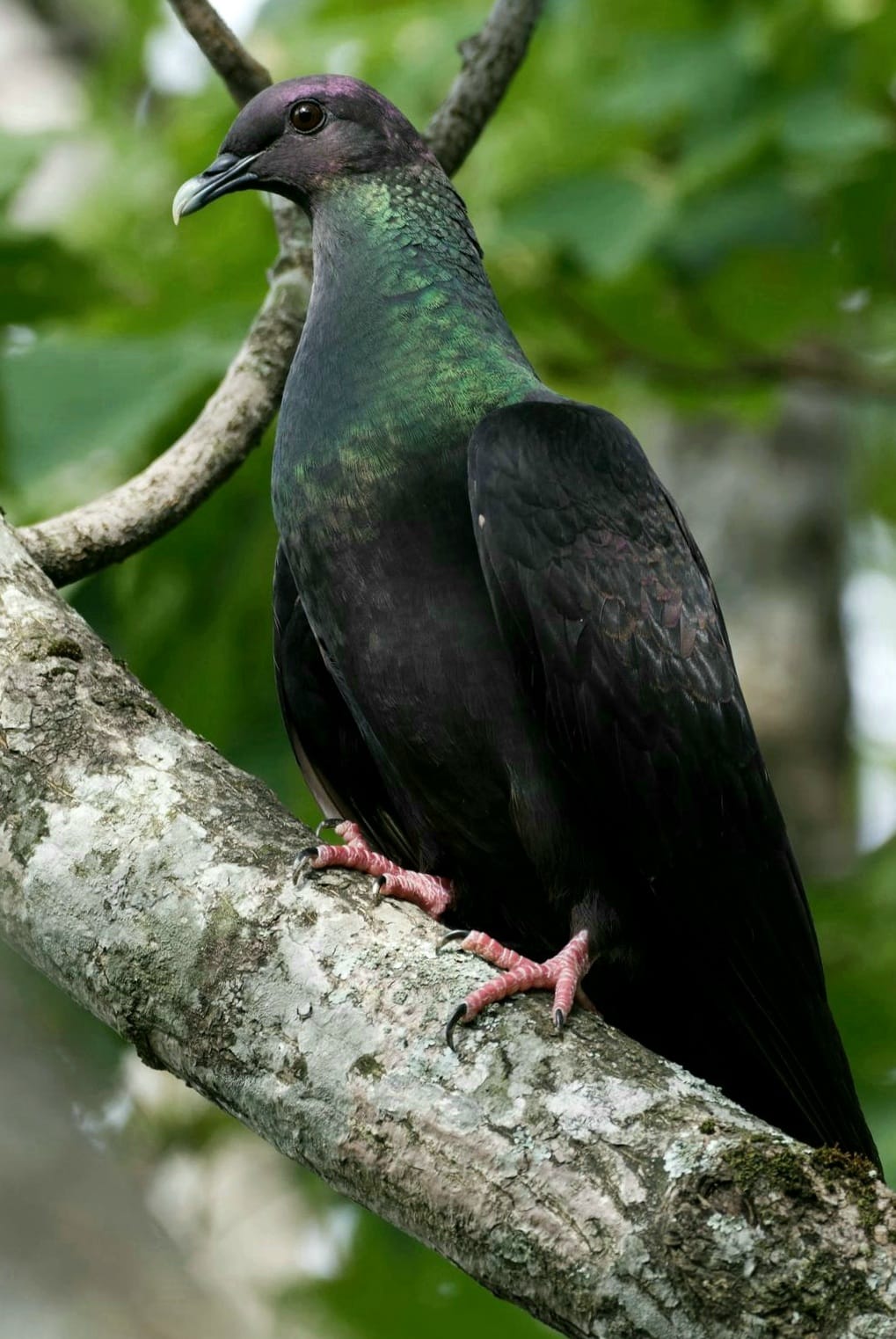 Focus doves species & wild pigeons - Japanese Wood-Pigeon (Columba