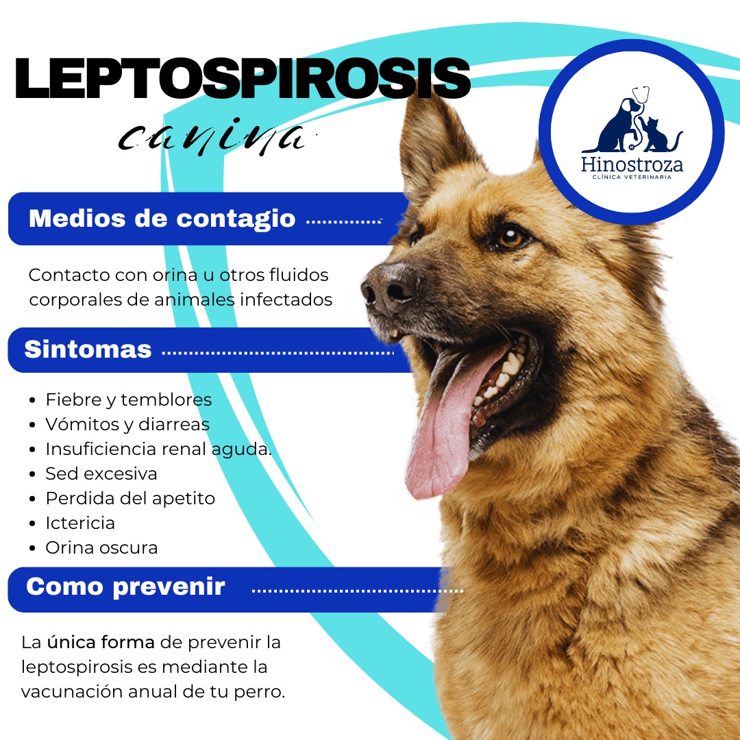Clínica - 🔰 LA LEPTOSPIROSIS es una enfermedad bacteriana de los perros ...
