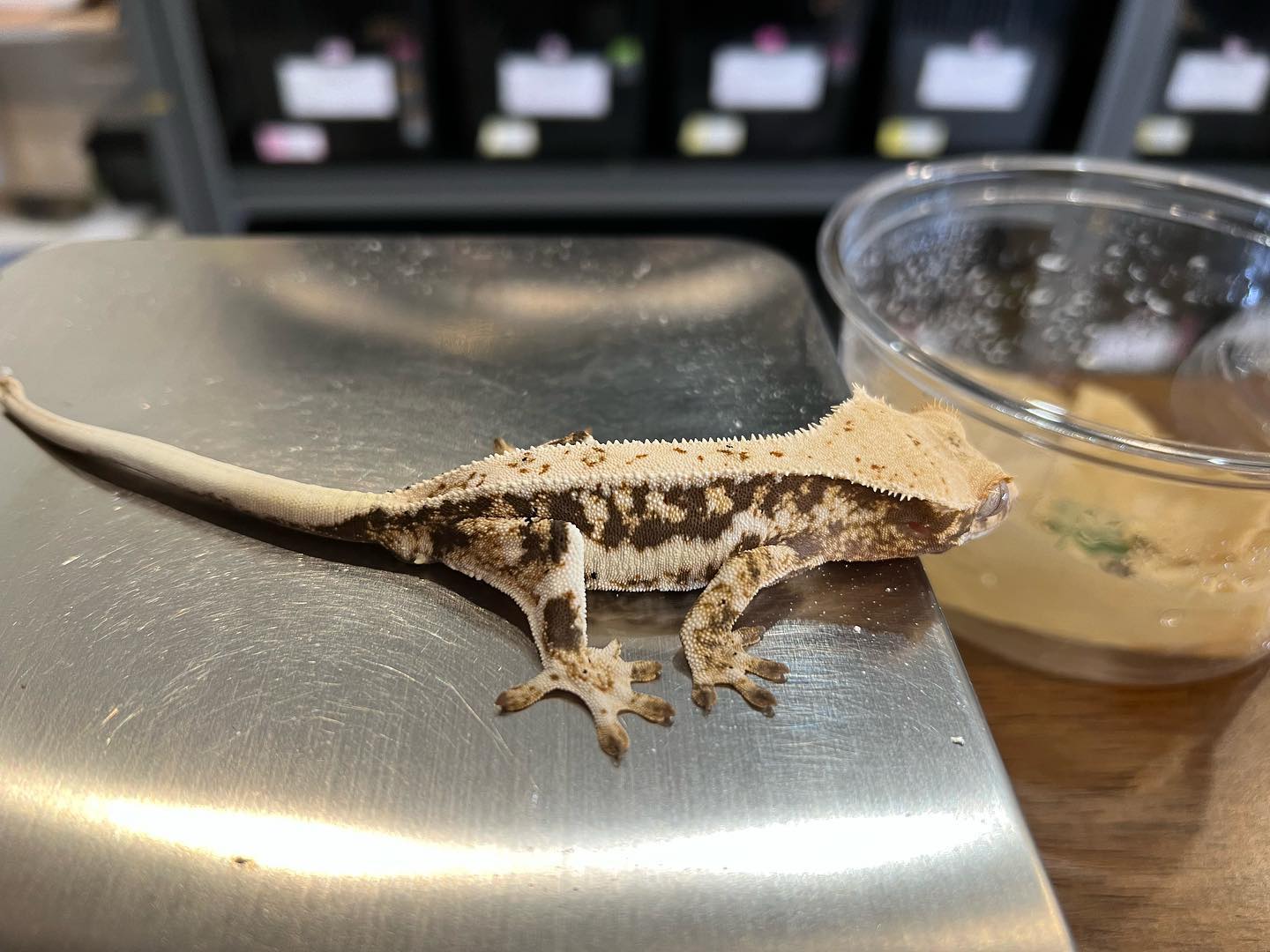 Crebus - 크레스티드게코 crestedgecko 럭키드래곤-크레버스 트라이 릴리, 텐저린트익암...