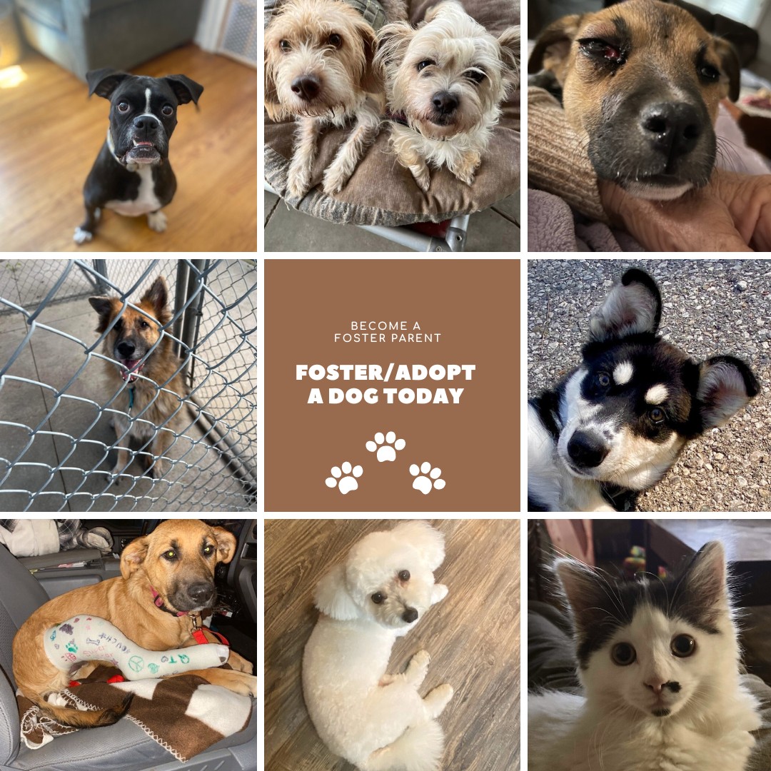 Here we go again!! I'm not sure... - Helping Paws Rescue