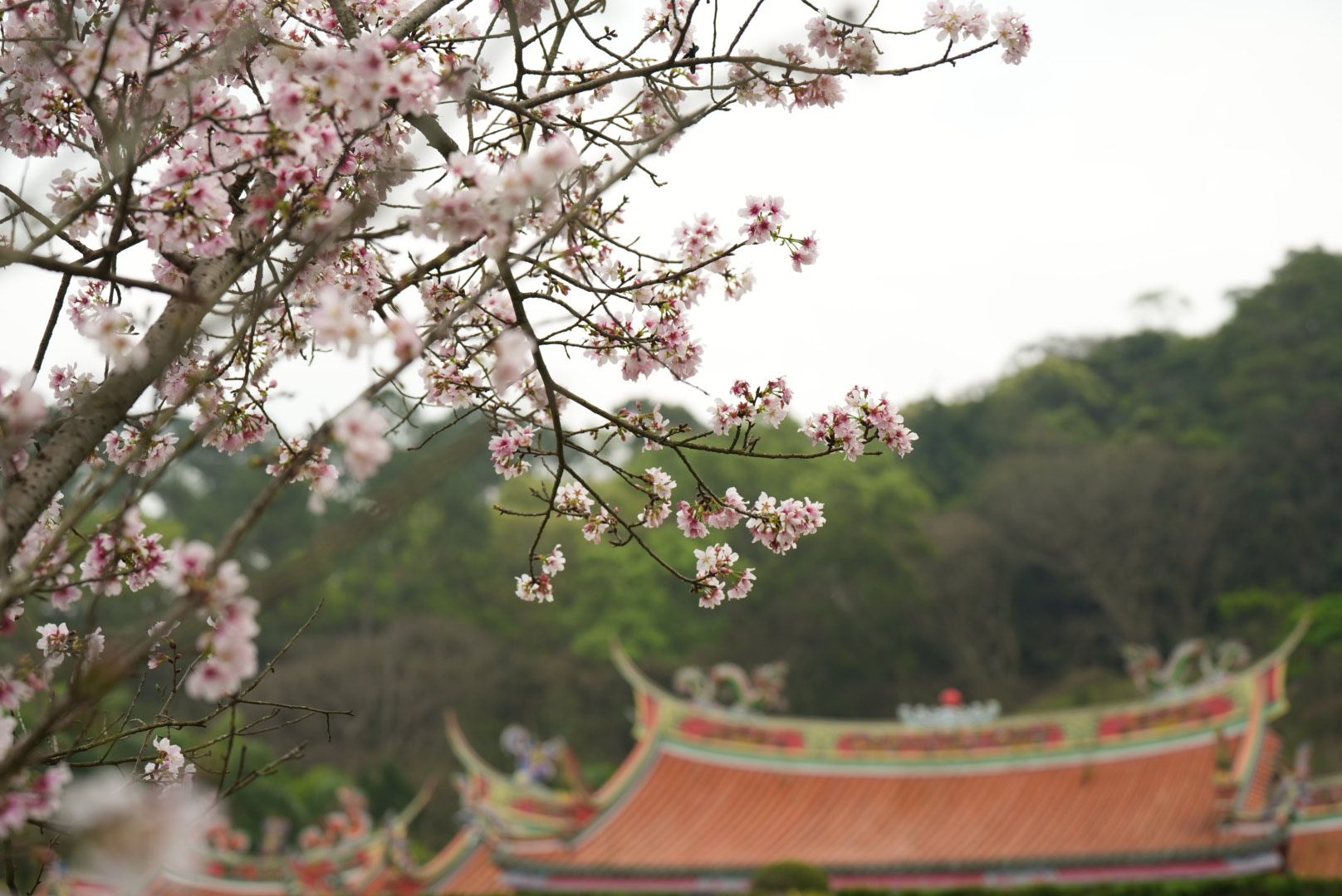 行天宮五大志業 - 繁花似錦，春光正好🌸 三峽白雞 行修宮（行天宮三峽分宮） 杜鵑、山櫻花、茶花，... | Facebook