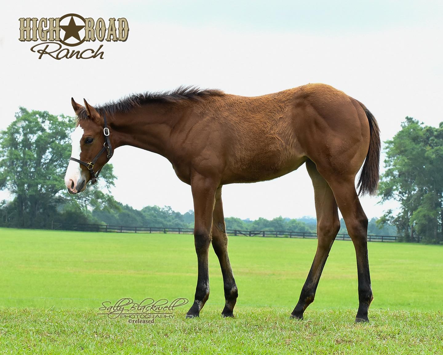 High Road Ranch - ️ ️HUNT SEAT PROSPECT ️ ️ Outlaw... | Facebook