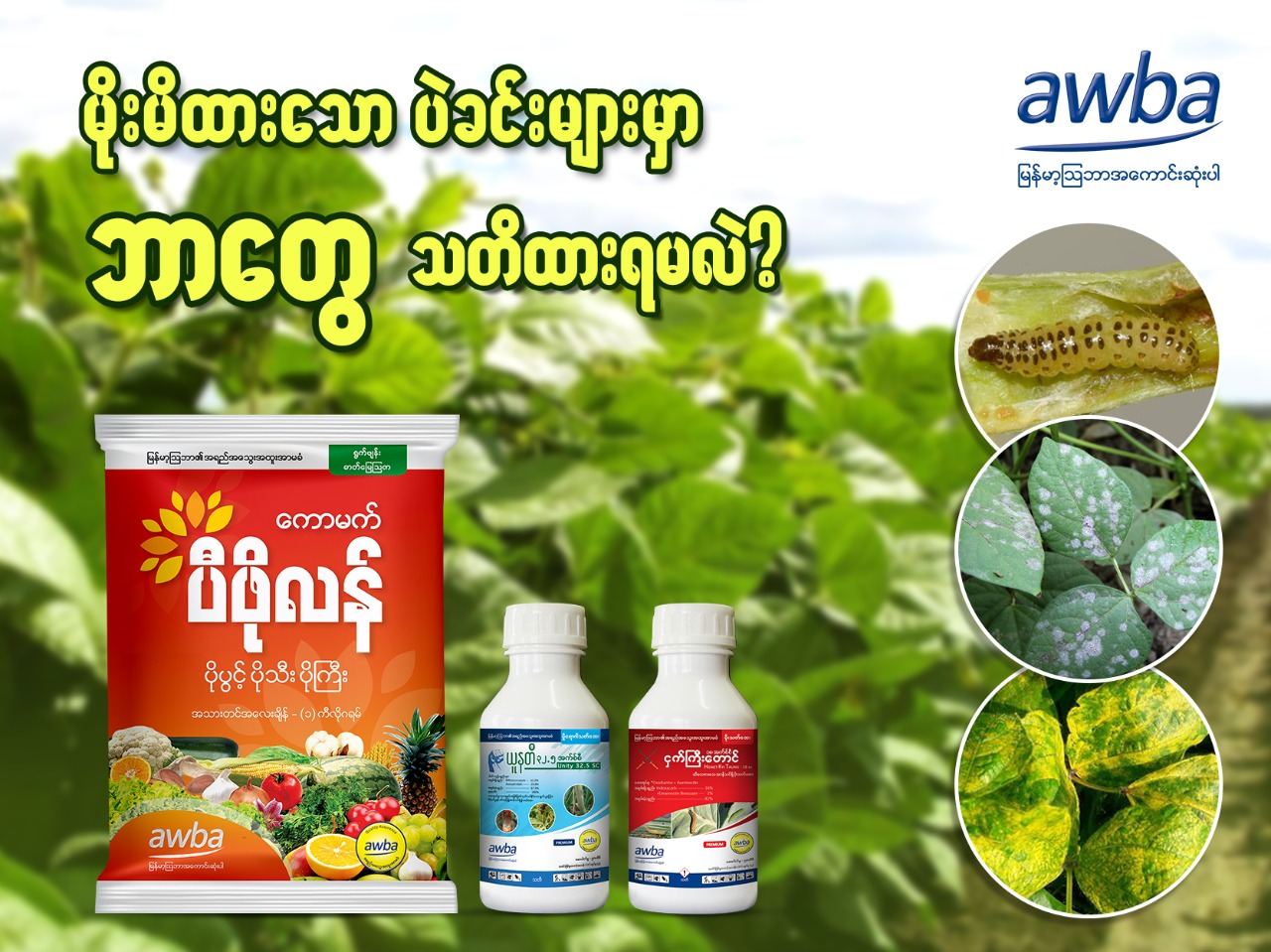Myanma Awba - မိုးမိထားသော ပဲခင်းများမှာ ဘာတွေ သတိထားရမလဲ? ☔️☔️☔️☔️ 🔊မ ...