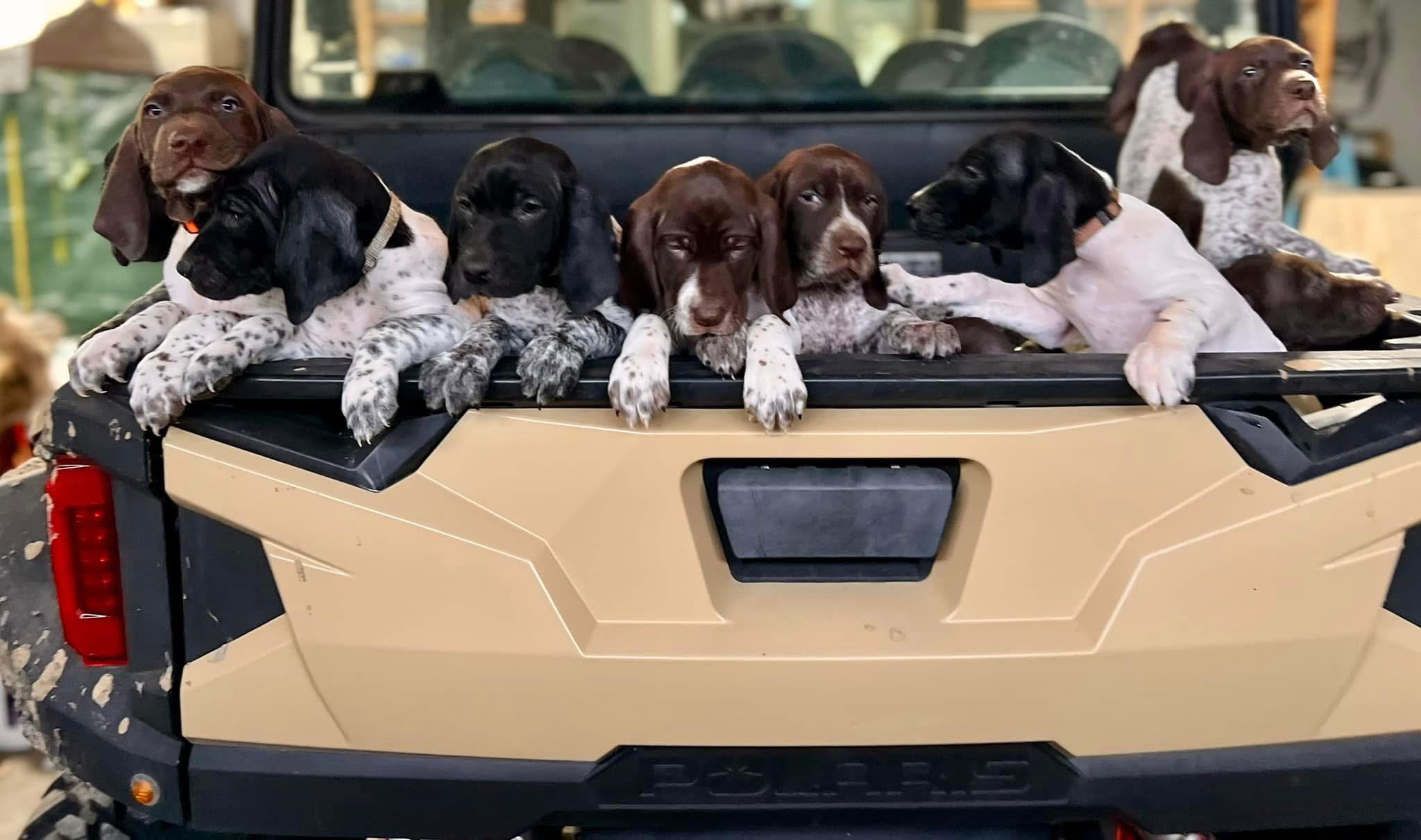 Yoder German Shorthaired Pointers | Treynor IA