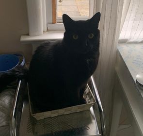 Lost cat in Ottawa's Blossom Park area