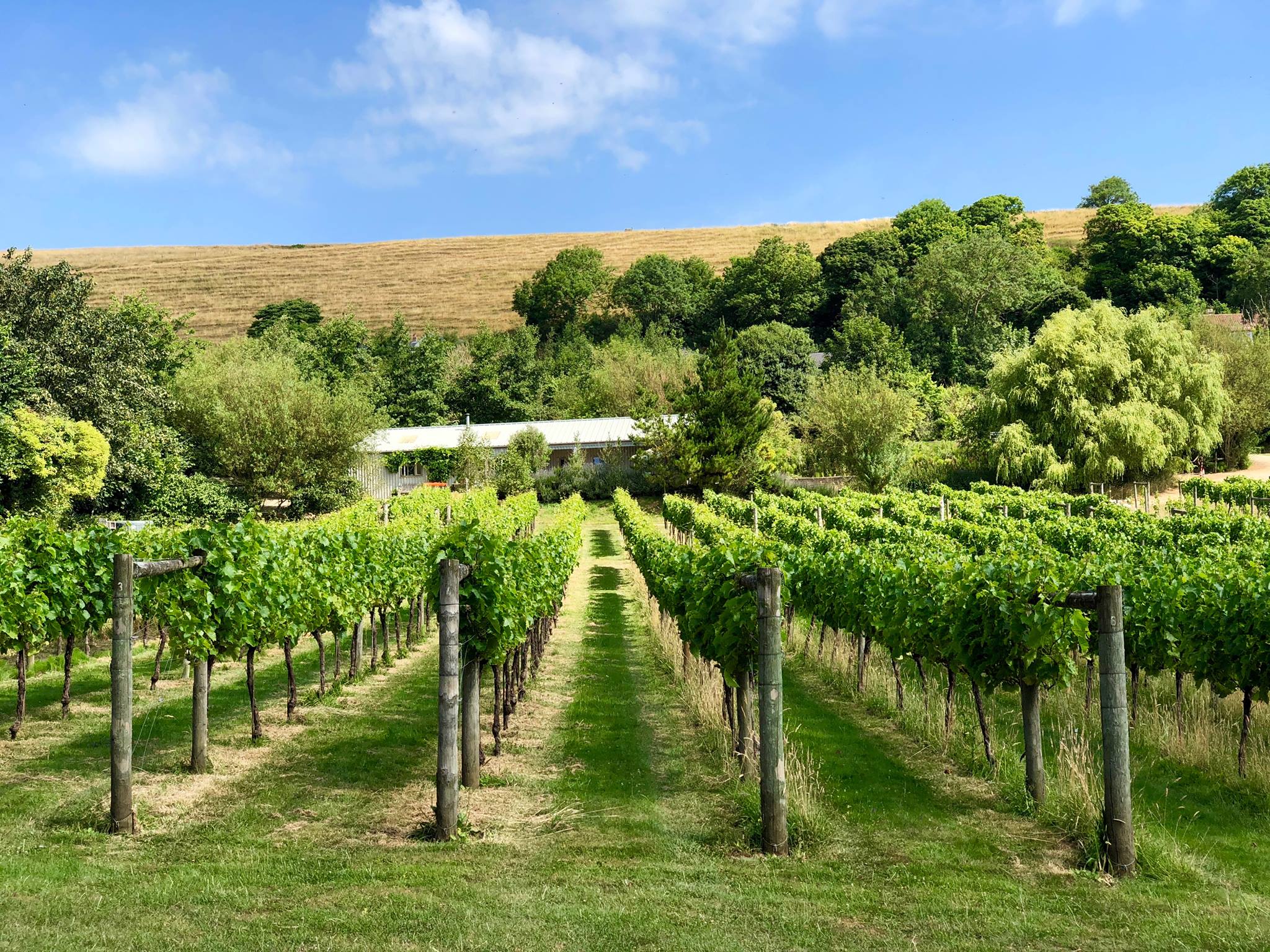 Little Waddon Vineyard - come and Find Us at the Dorset Food & Arts ...