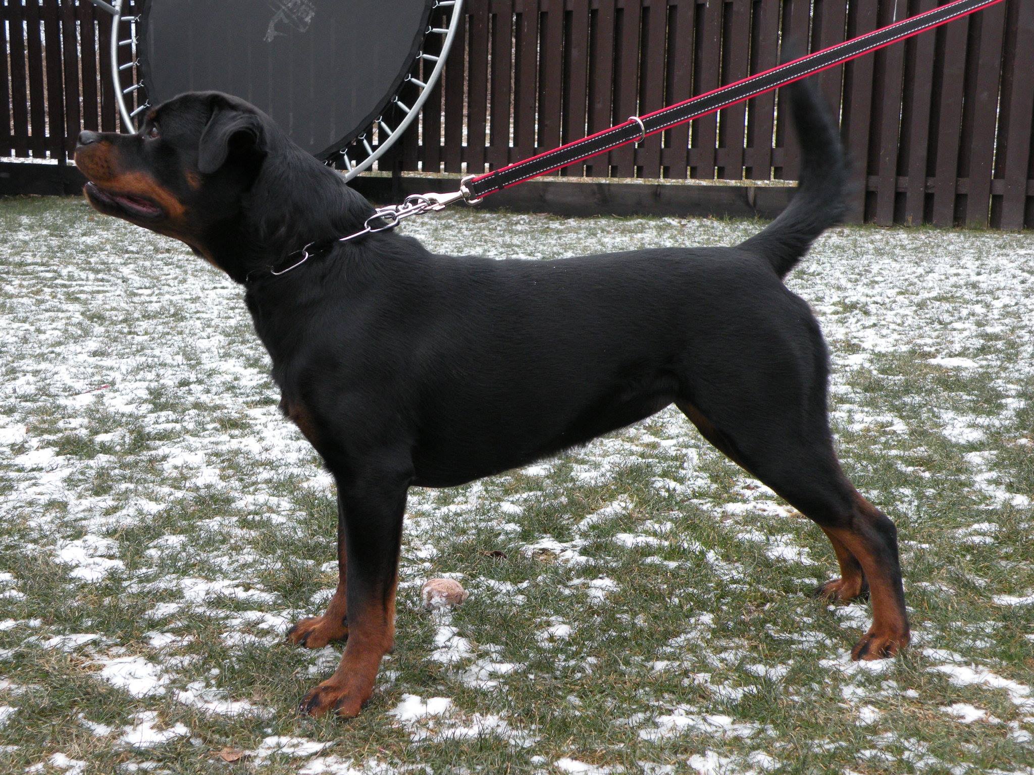 Valarti Rottweiler Kennel | Zaskale