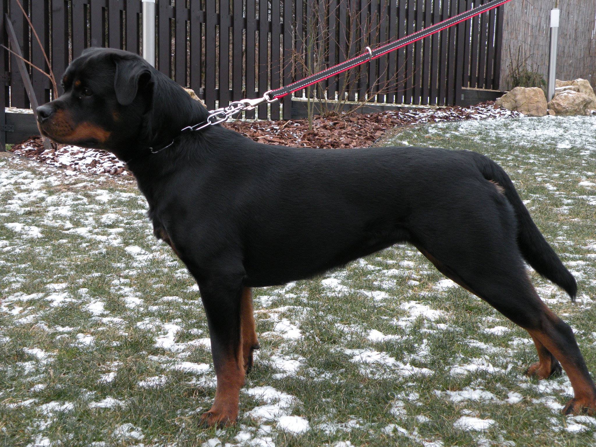Valarti Rottweiler Kennel | Zaskale