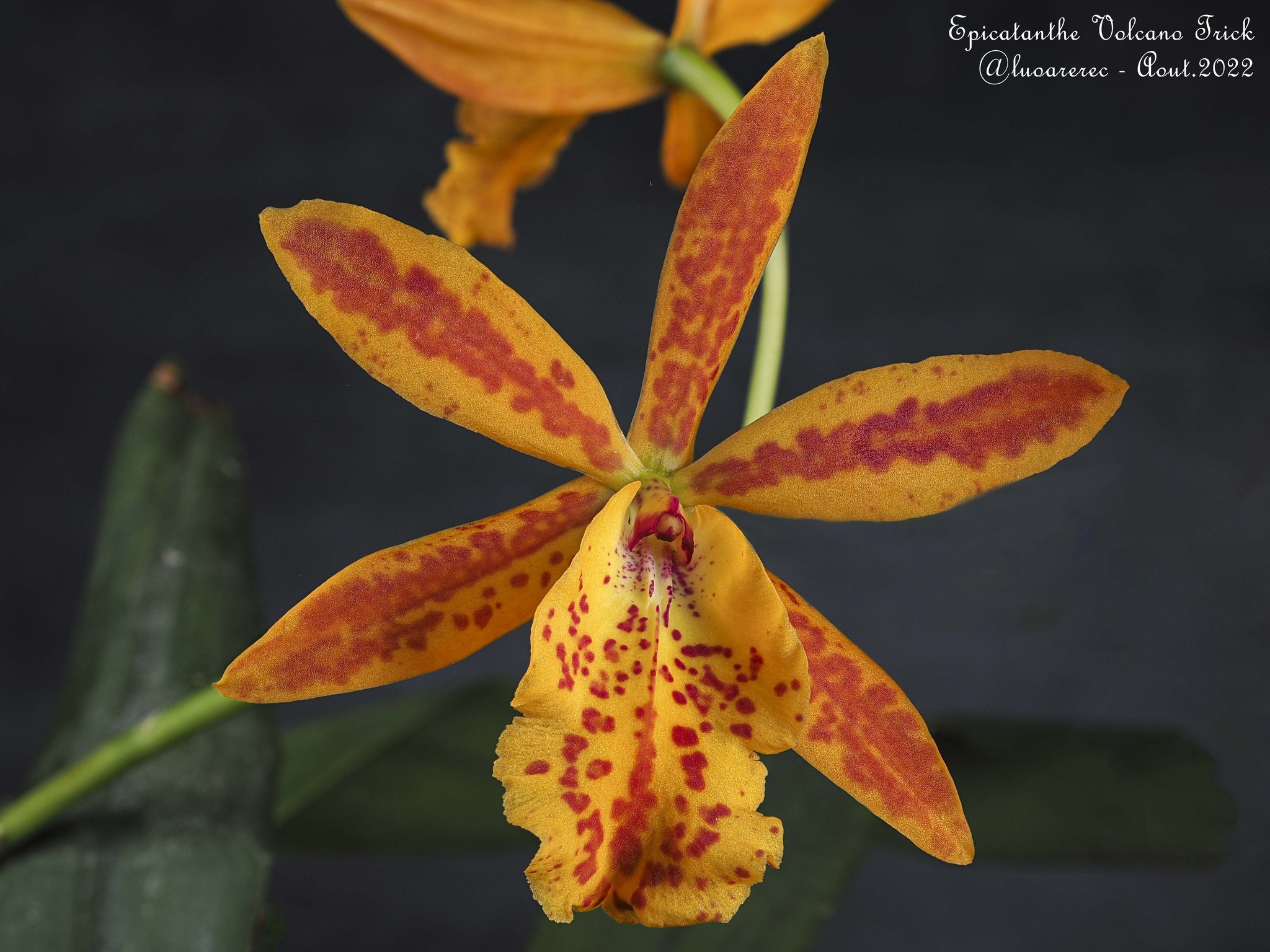 Epicatanthe volcano orchid hybrid for temperate climates