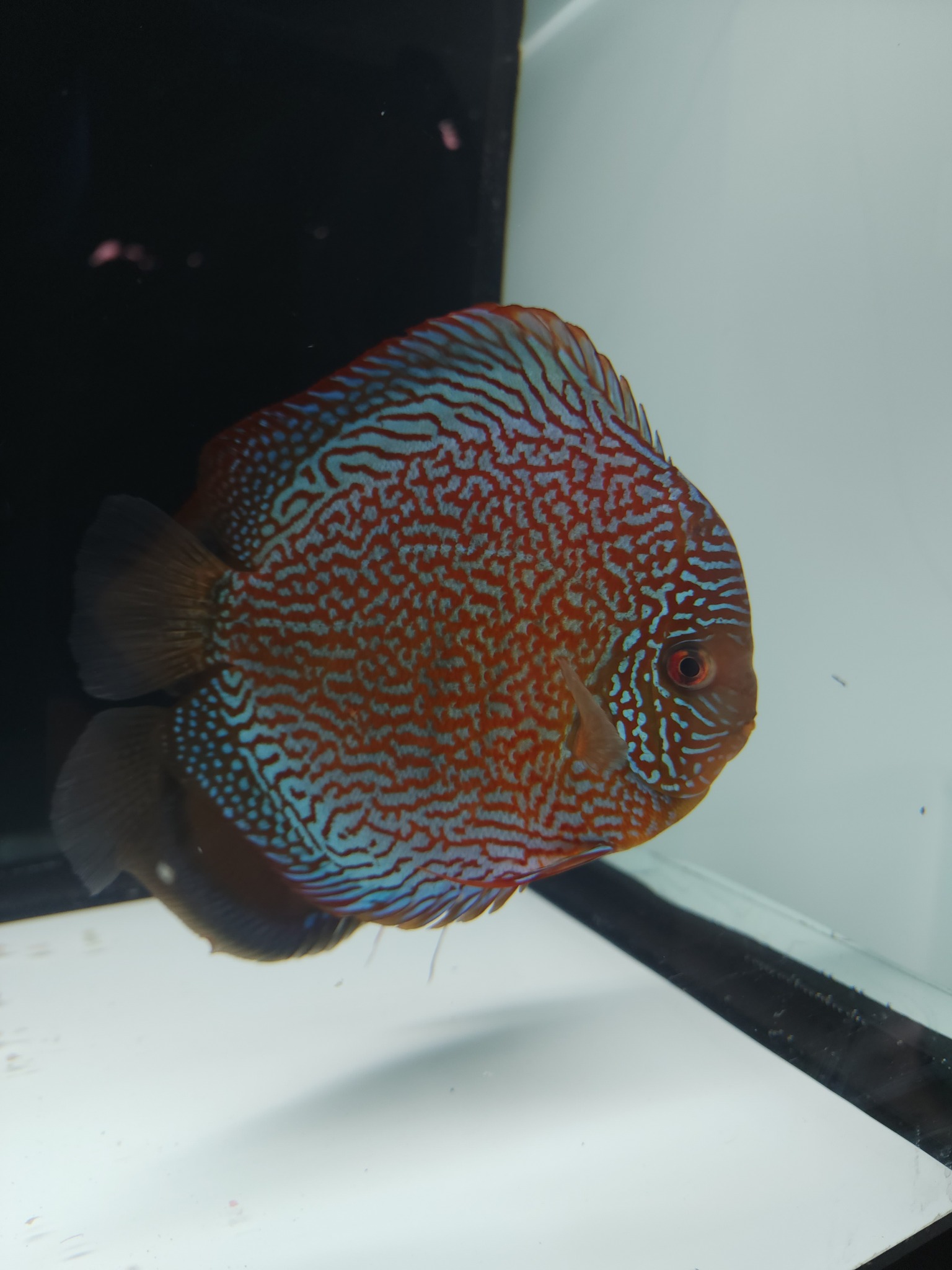 Georgia Discus | Atlanta GA
