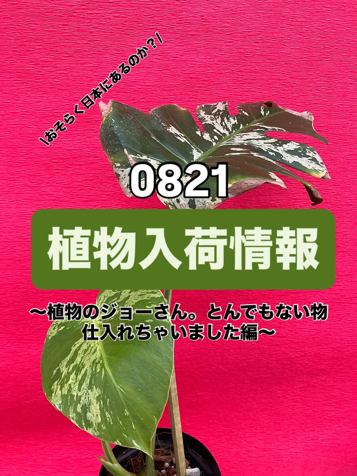 激レア登場！植物入荷情報🪴/// #モンステラデリシオーサベトシオーサ