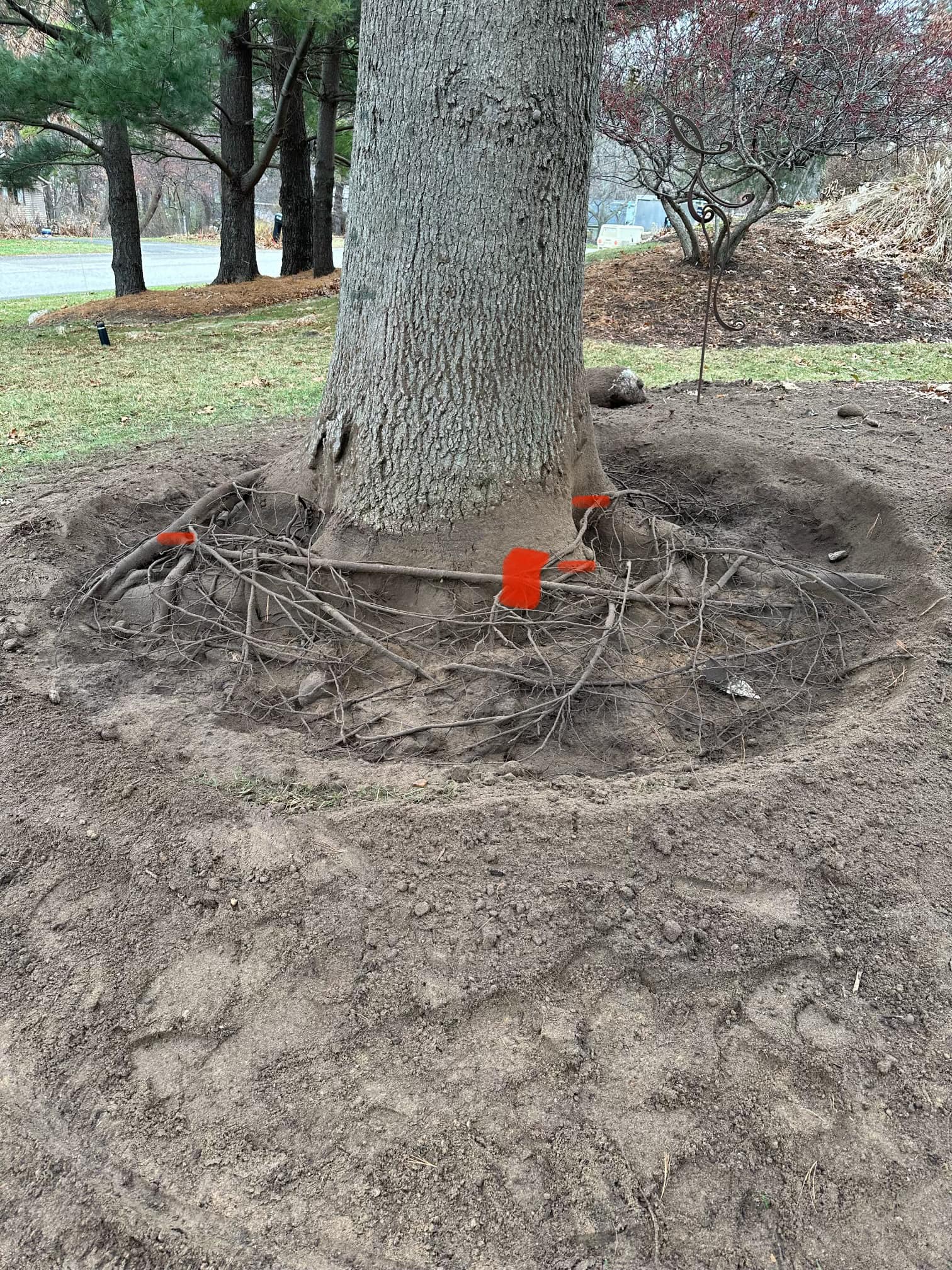 Did you know a common way a... - Timber Ridge Tree Care