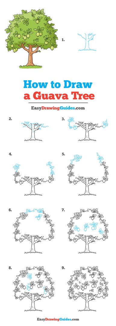 Guava Tree Drawing Lesson. Free... - Easy Drawing Guides