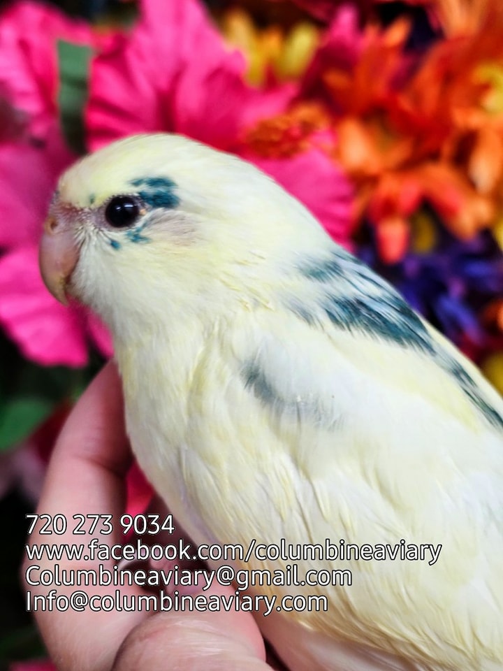 Columbine Aviary | Denver CO