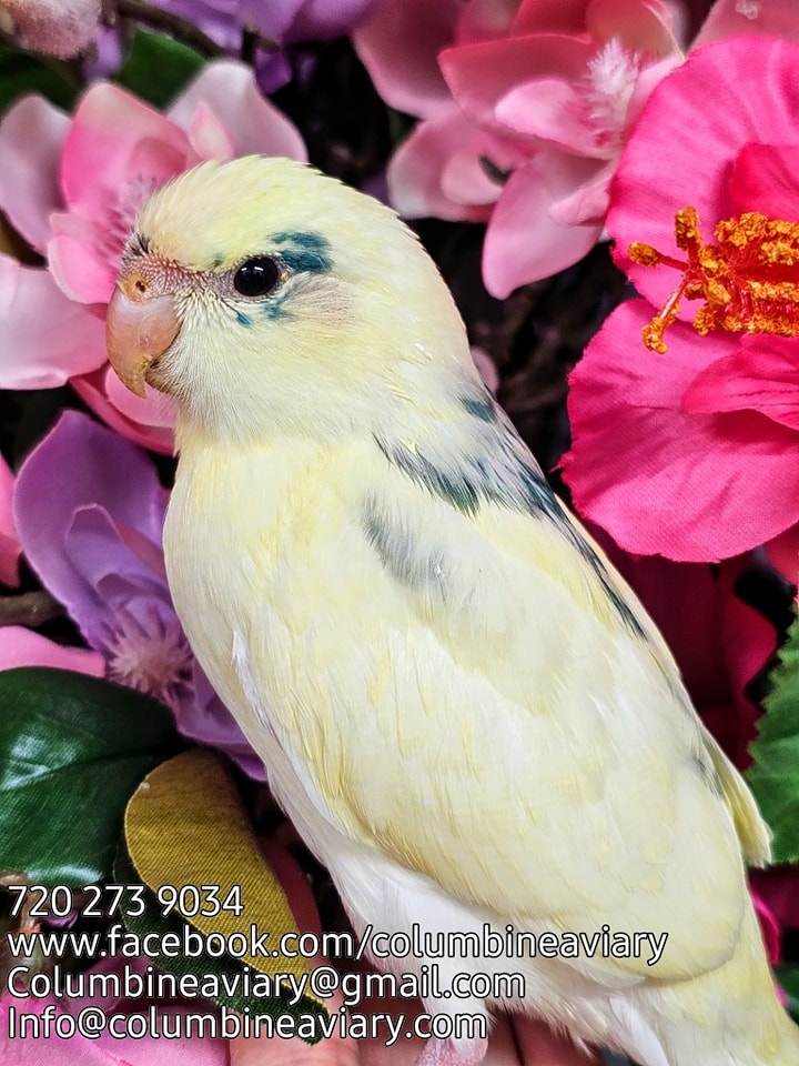 Columbine Aviary | Denver CO