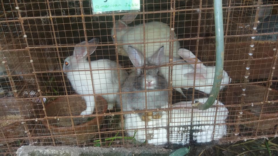 Rabbit Capital of the Philippines