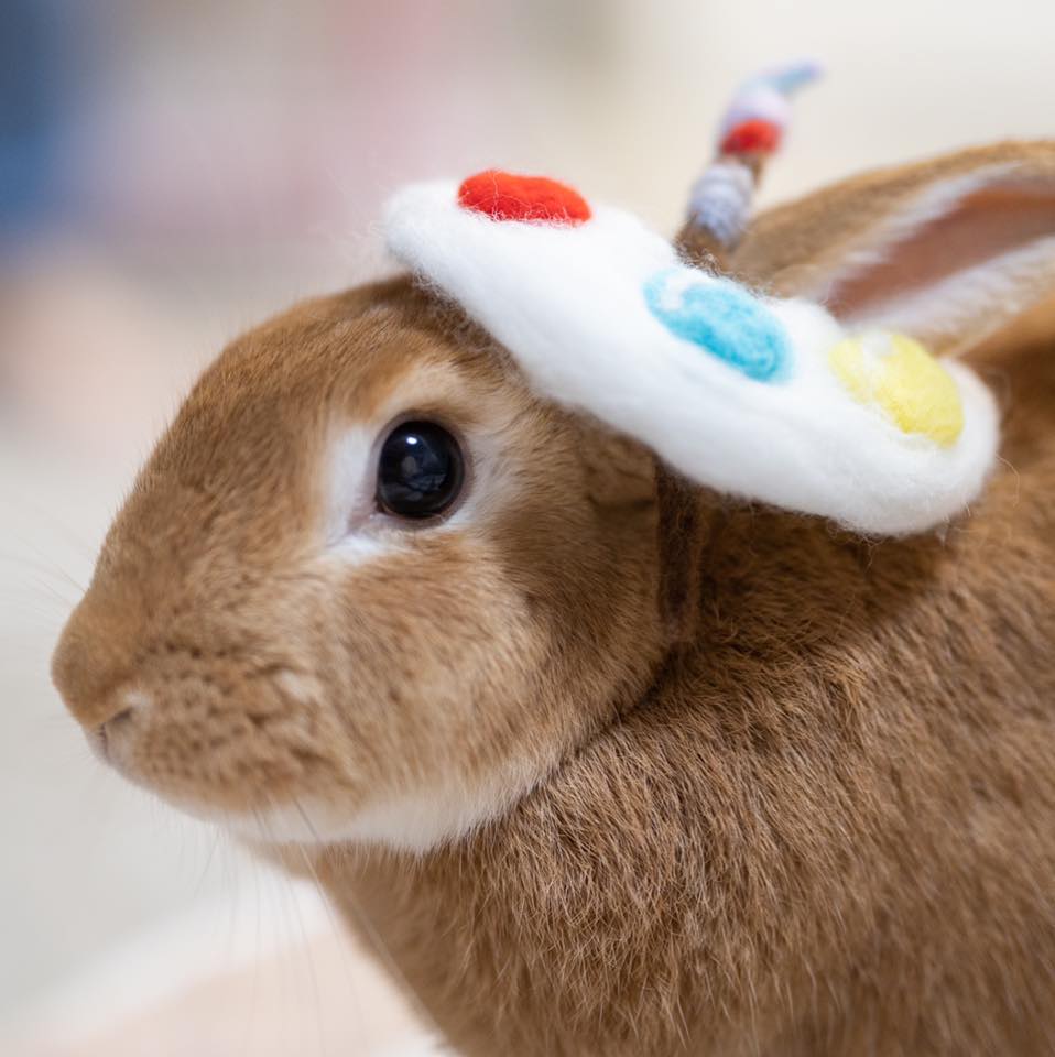 Art So Bunny Okinawa 兔畫家在沖繩... - Art So Bunny Okinawa 兔畫家在沖繩