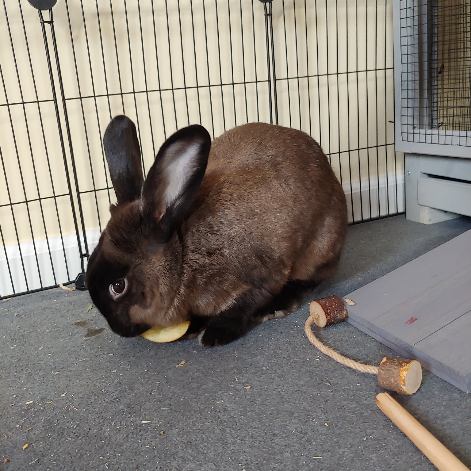 Meet Copper! She is a large and chill... - Friends of Rabbits