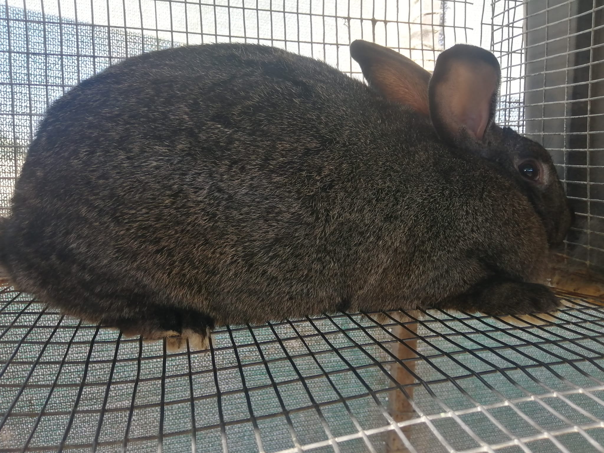 For sale, mature SA phendula... - Oholle rabbit farm | Facebook