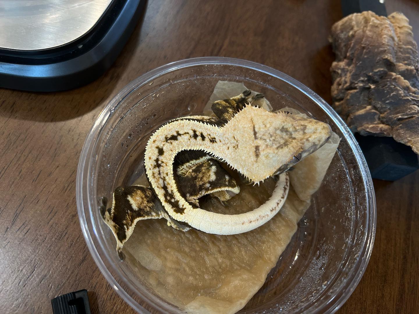 Crebus - 크레스티드게코 crestedgecko 럭키드래곤-크레버스 오닉스라인 숫 경매... | Facebook