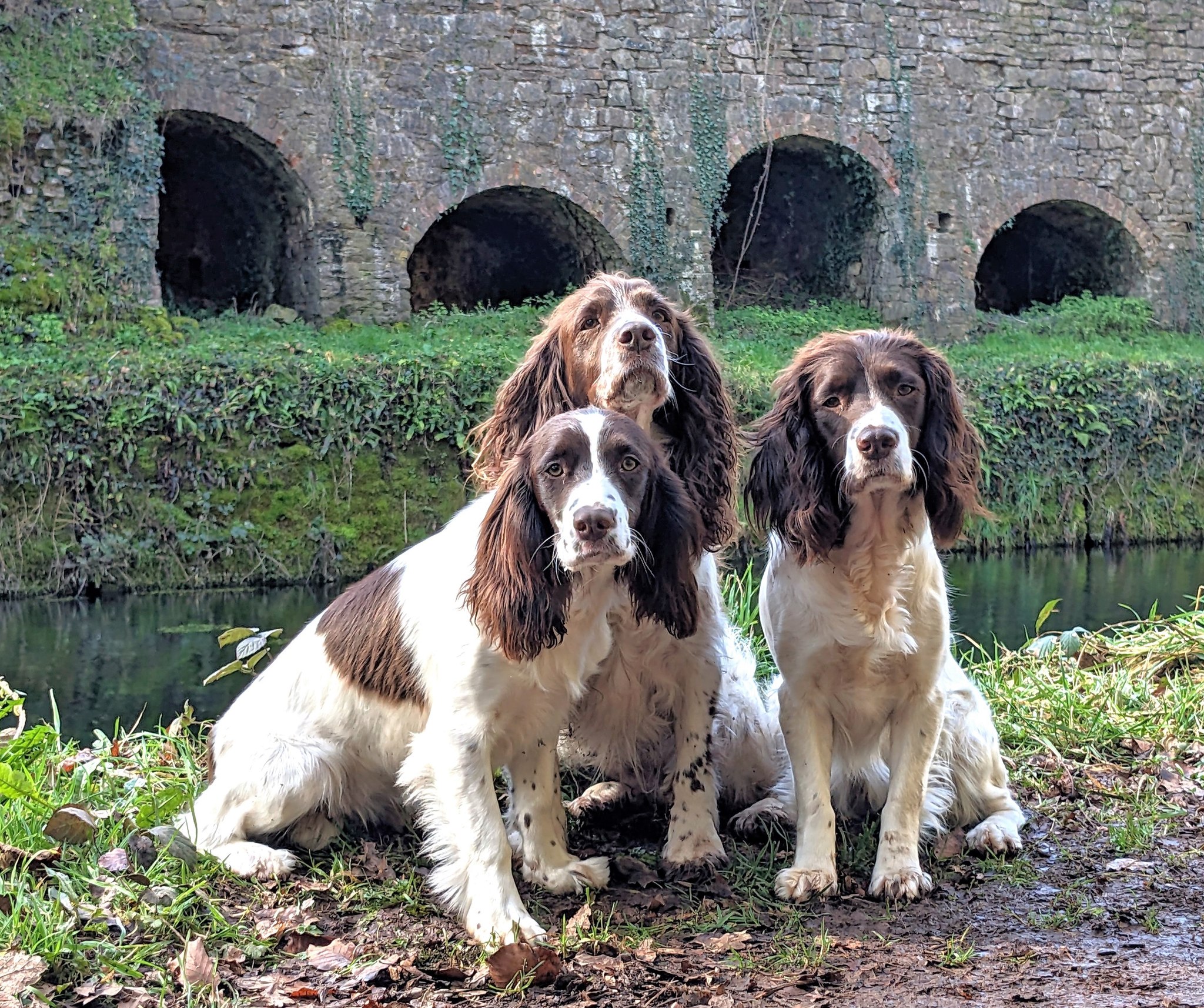 Discovering - 🐶☀️ SPRINGERS IN THE AIR! 🐶☀️ There was definitely a feel ...