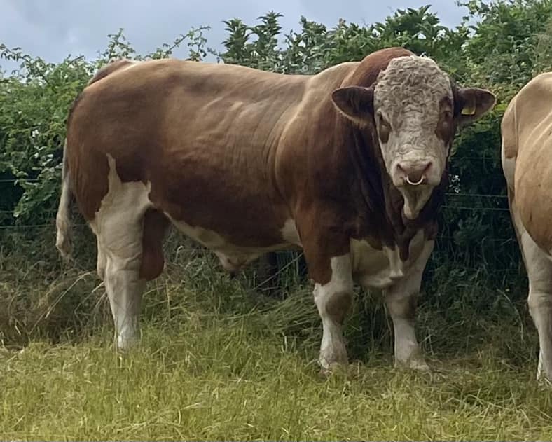 🥇We are absolutely delighted... - Mixbury Hall Simmentals | Facebook