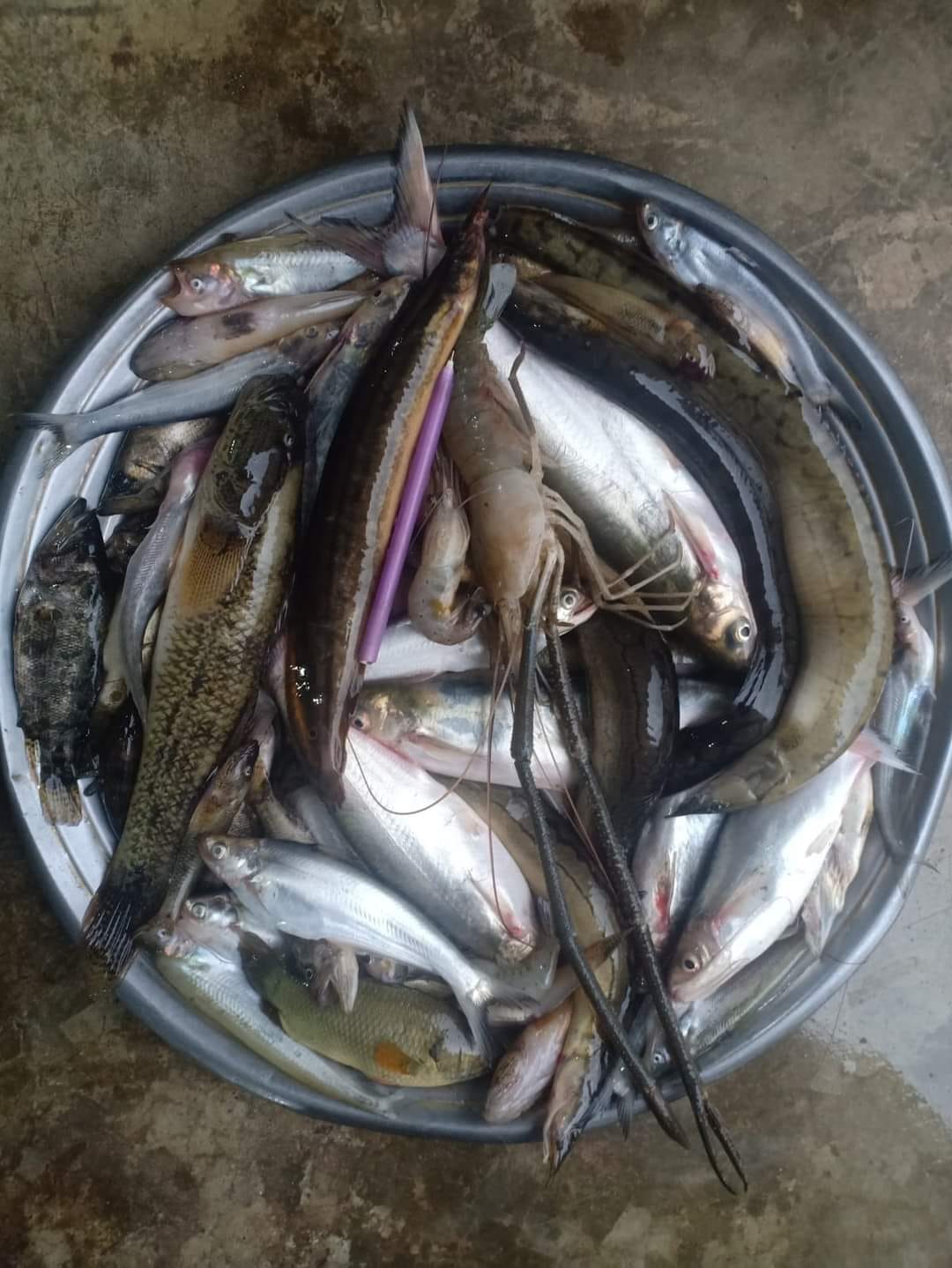 Rupsha Fish