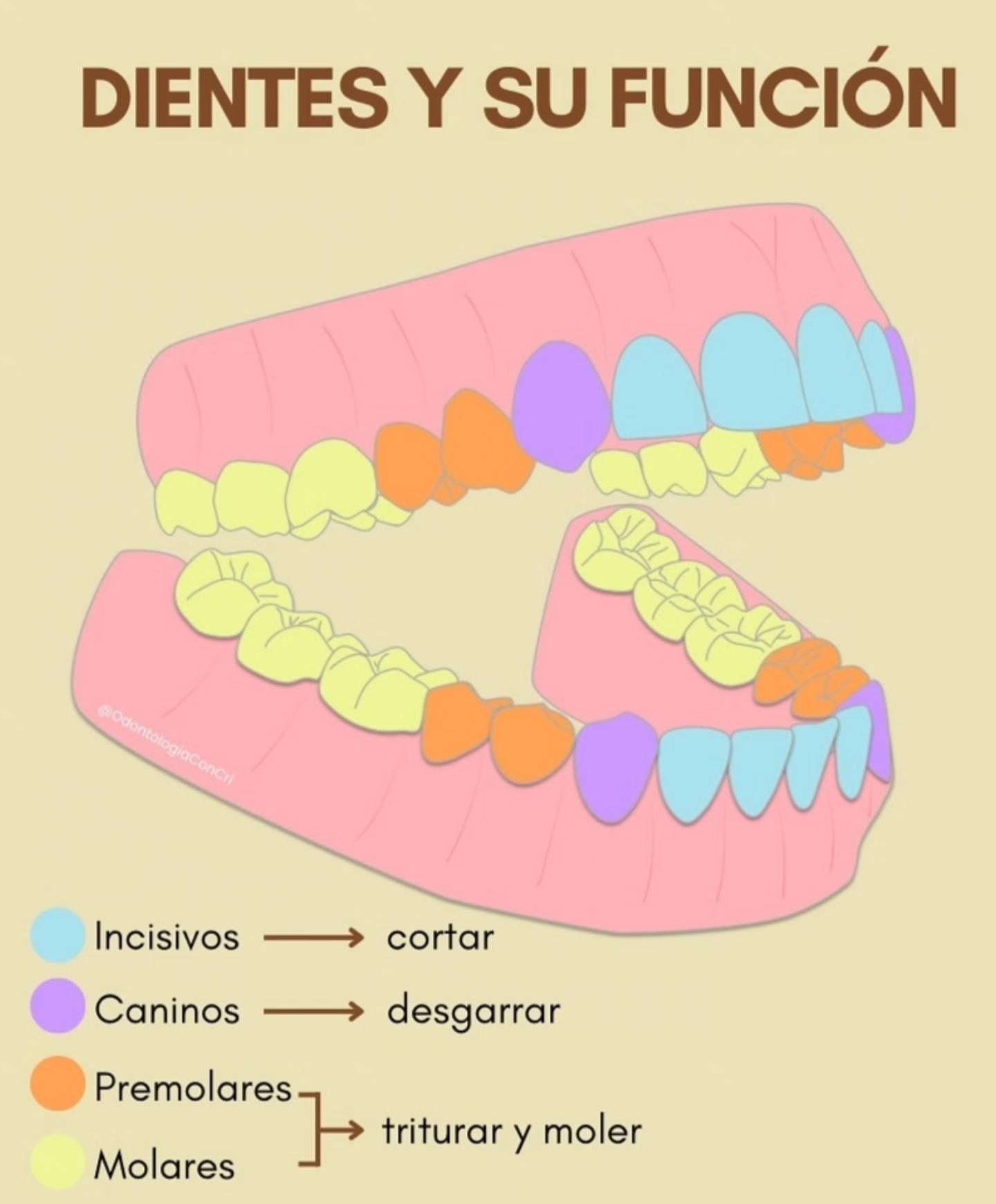 cl-nica-los-dientes-y-su-funci-n-nuestros-dientes-cumplen-un-papel
