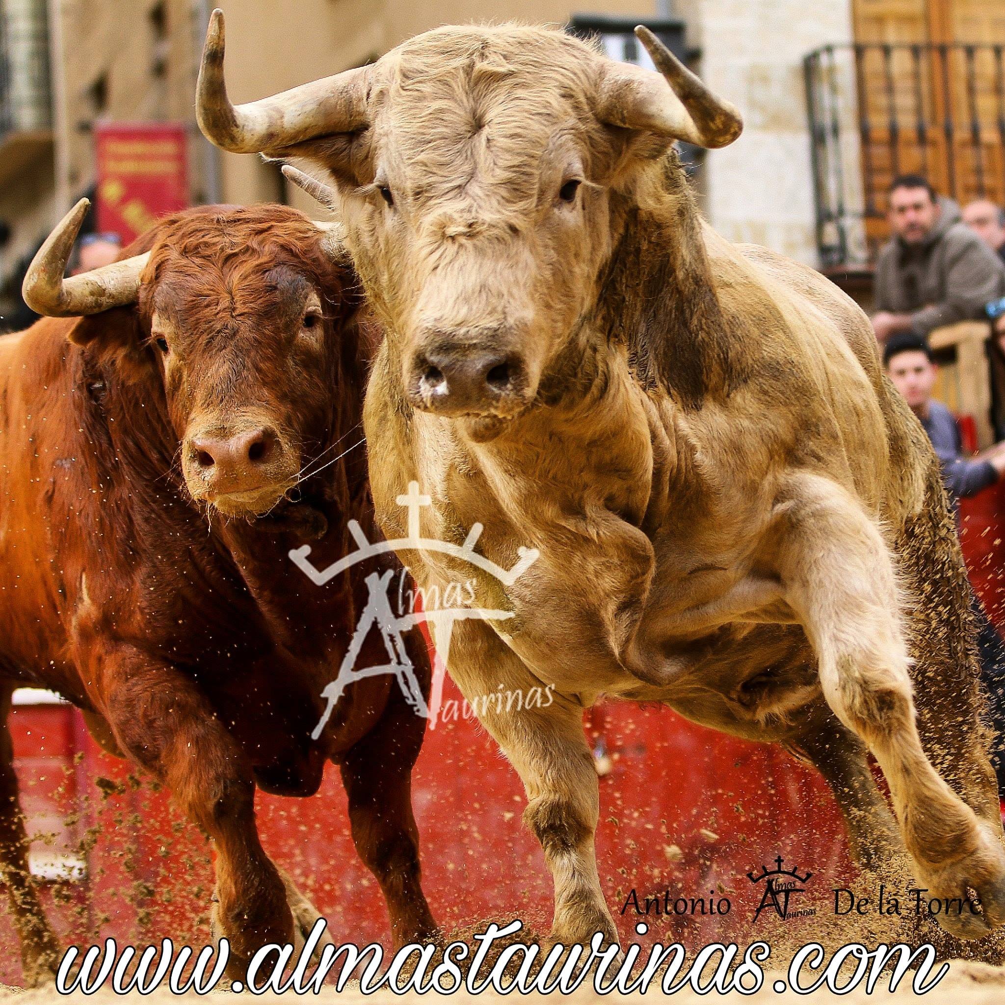 Eltoro - Retrato de una vida por Carlos Canalo de Miguel