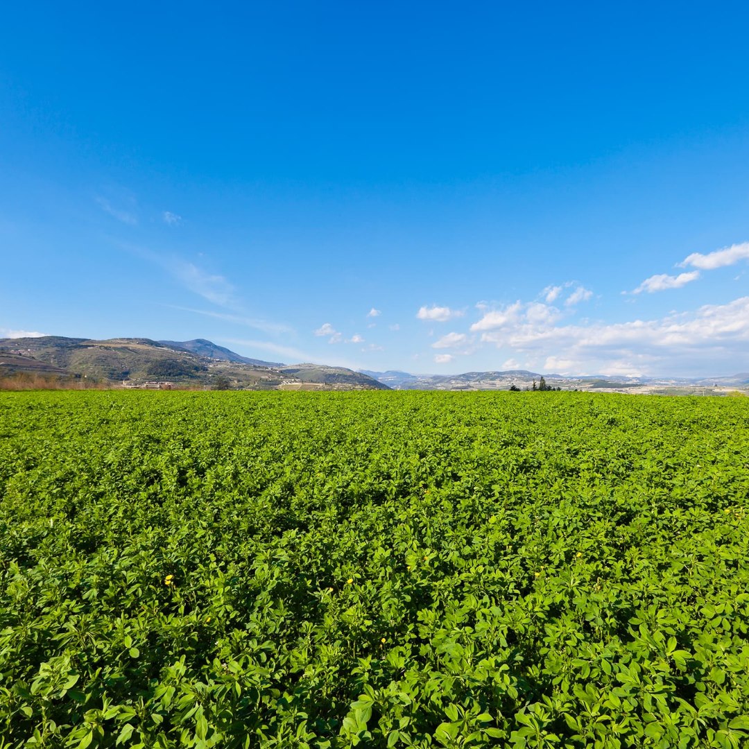 ProRich Seeds Inc. | Tillsonburg ON