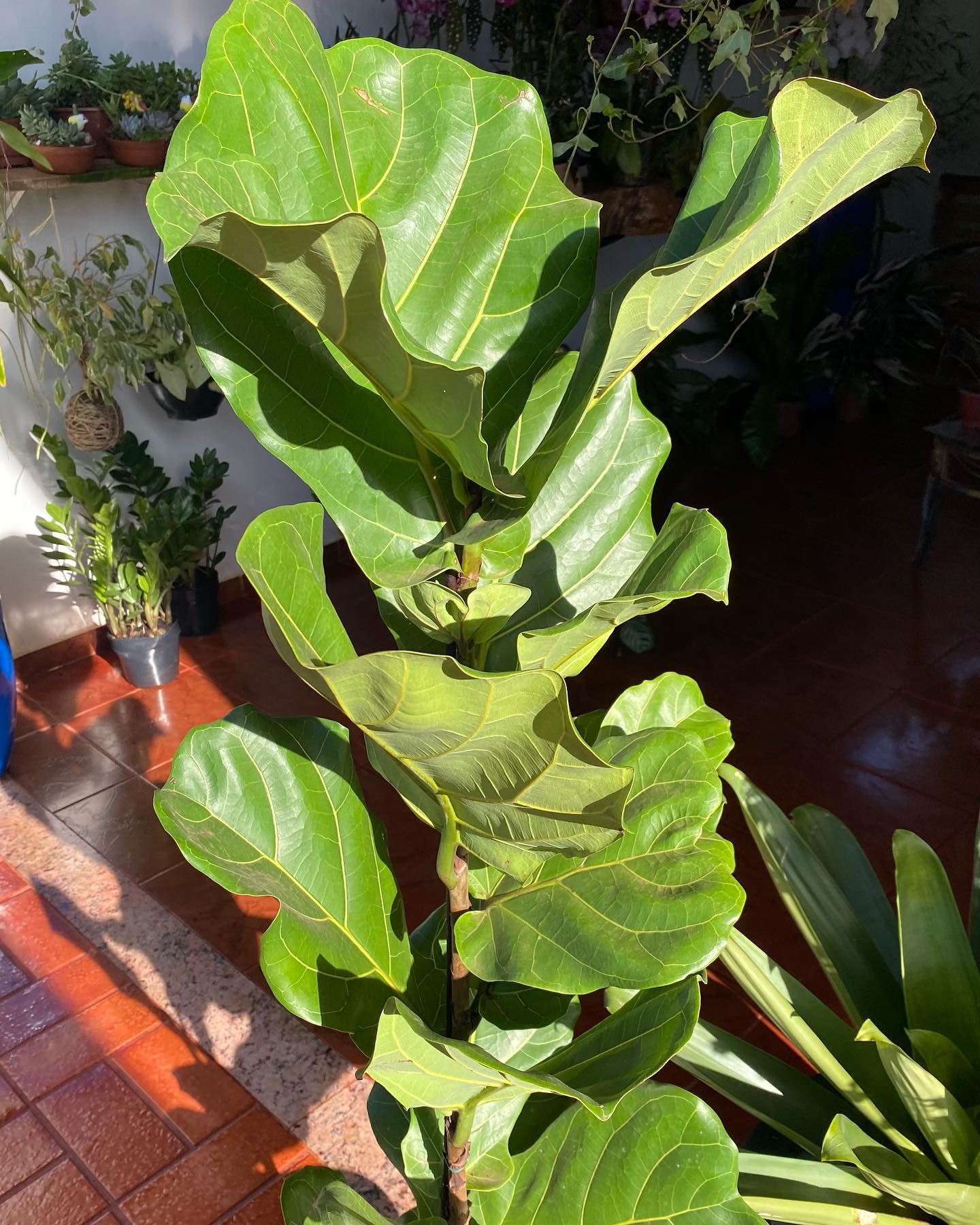 Native Soul - O Ficus Lyrata é o tipo de planta que rouba...