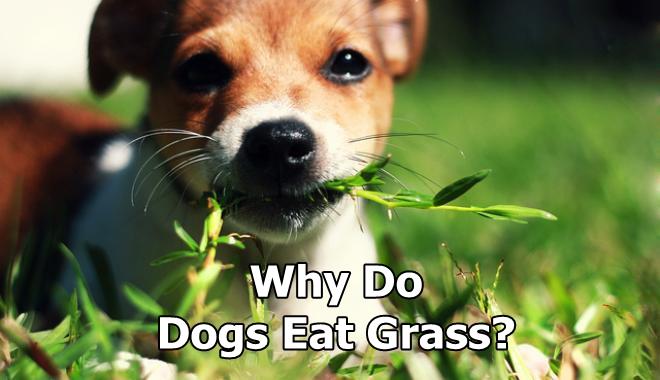 Photo inspiration: Fresh Look at Pet Grass Malaysia