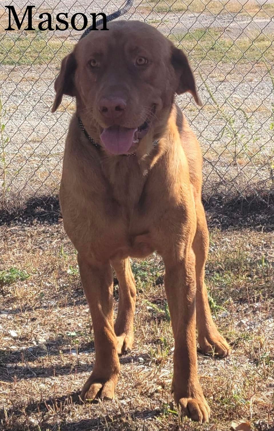 ‼️ Fosters NEEDED ‼️ If you’re... - Heartland Lab Rescue