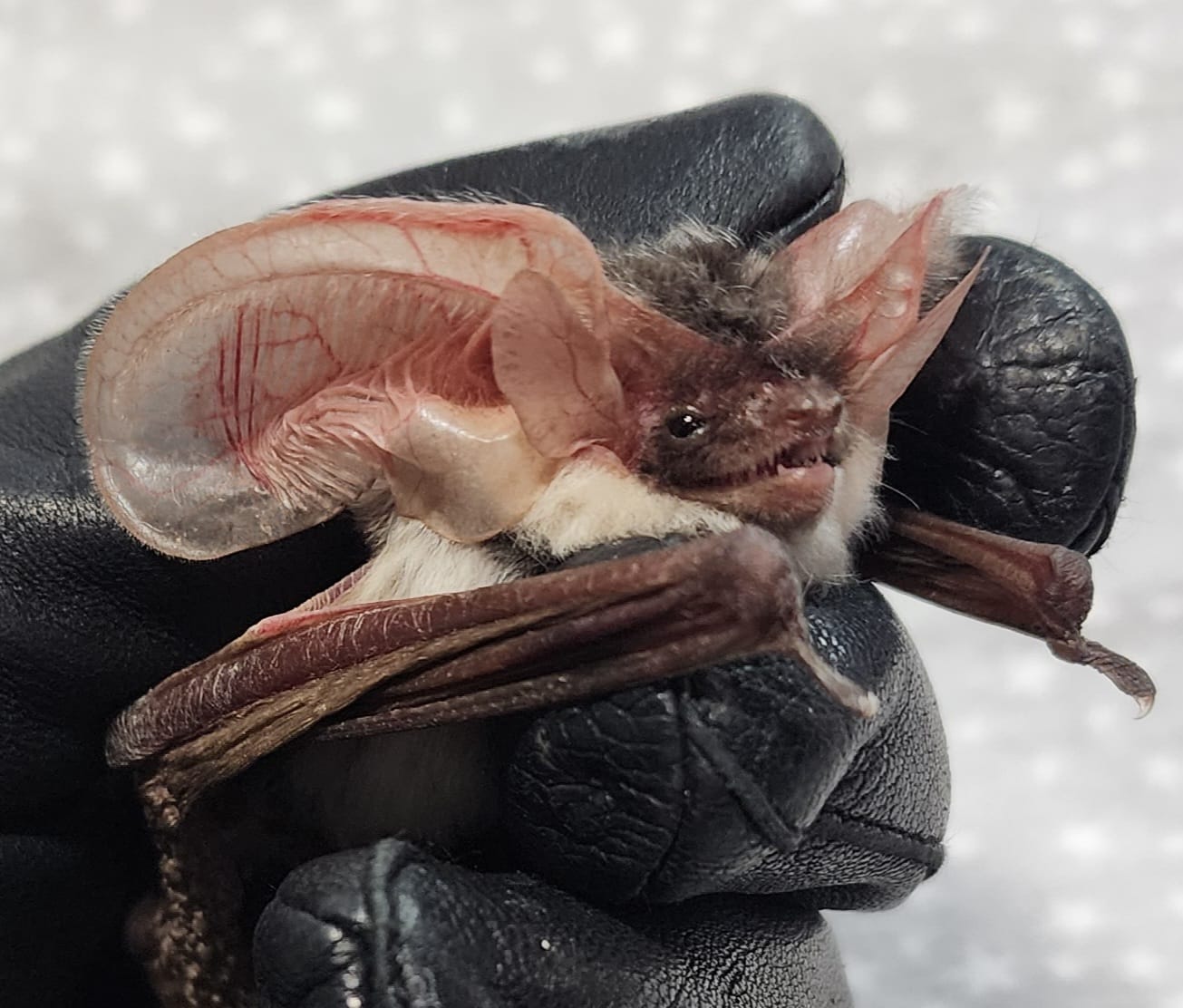 AZ Bat Rescue | Facebook