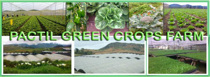 Pactil Green Crops Farm