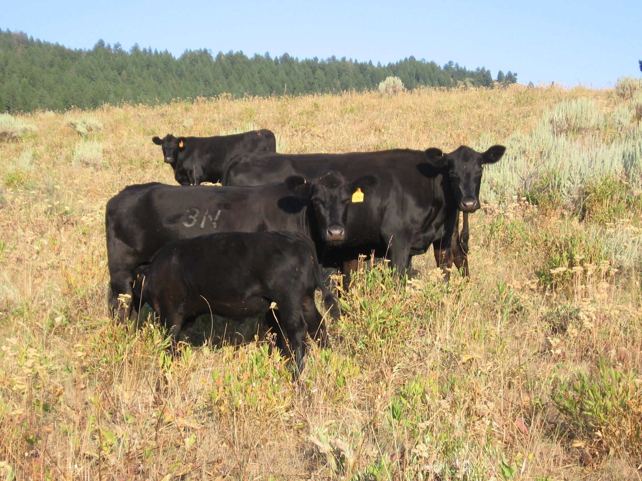 Noahs Angus Ranch | Cambridge ID