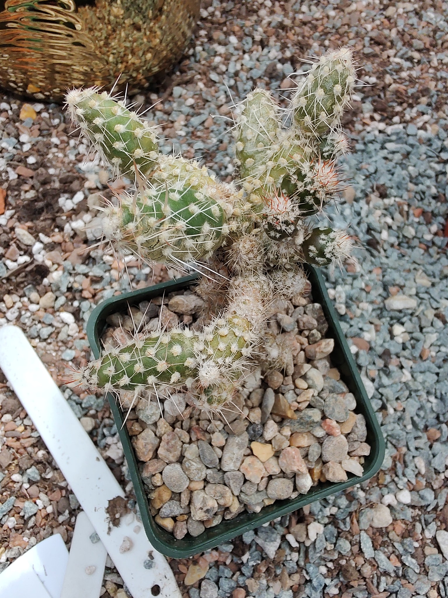 Tillandsia chapeuensis var turriformis - ultimate evolution of the
