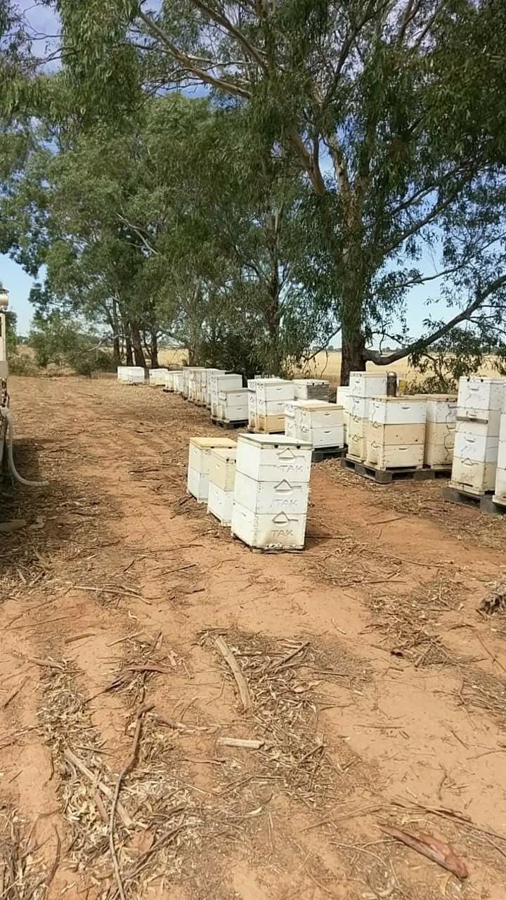 Bee & European Wasp Removals
