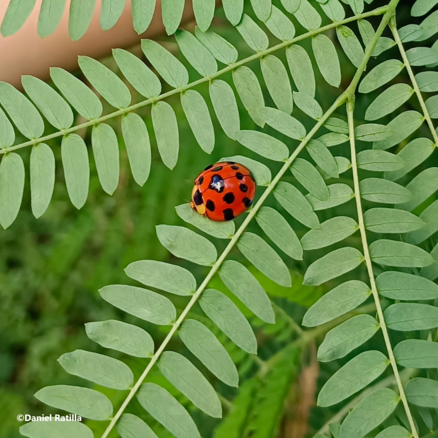 The Ateneo - Here's another dotty creature feature for the new year ...