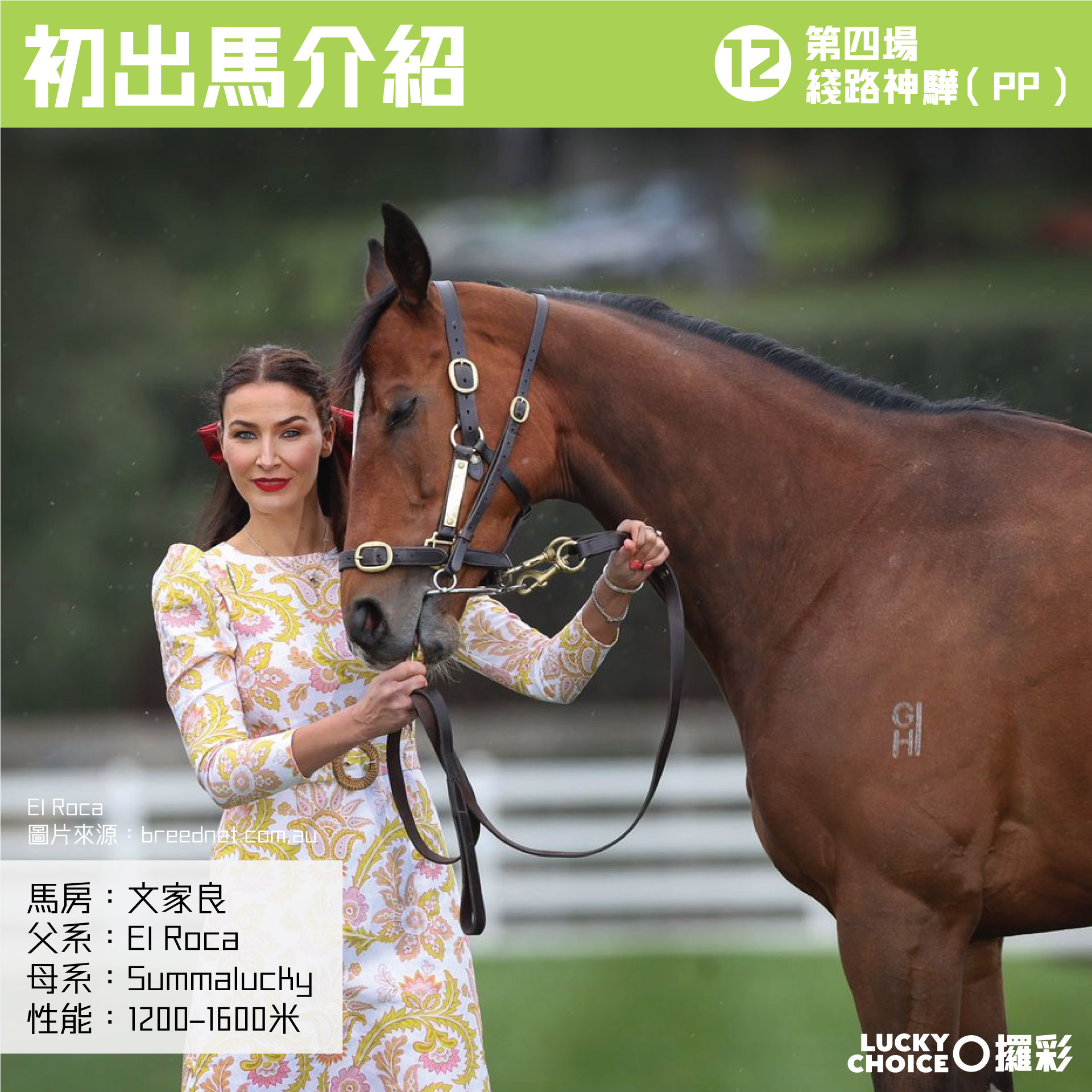 攞彩 Lucky Choice - 【初出馬介紹】 R4 12 綫路神驊 (PP) 馬房：文家良 父系：El... | Facebook