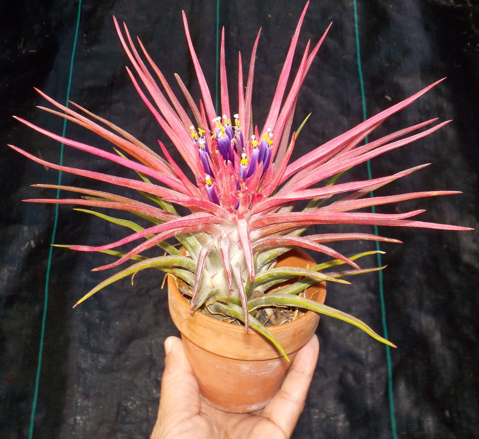 Tillandsia 'Twisted Predator' air plant growth