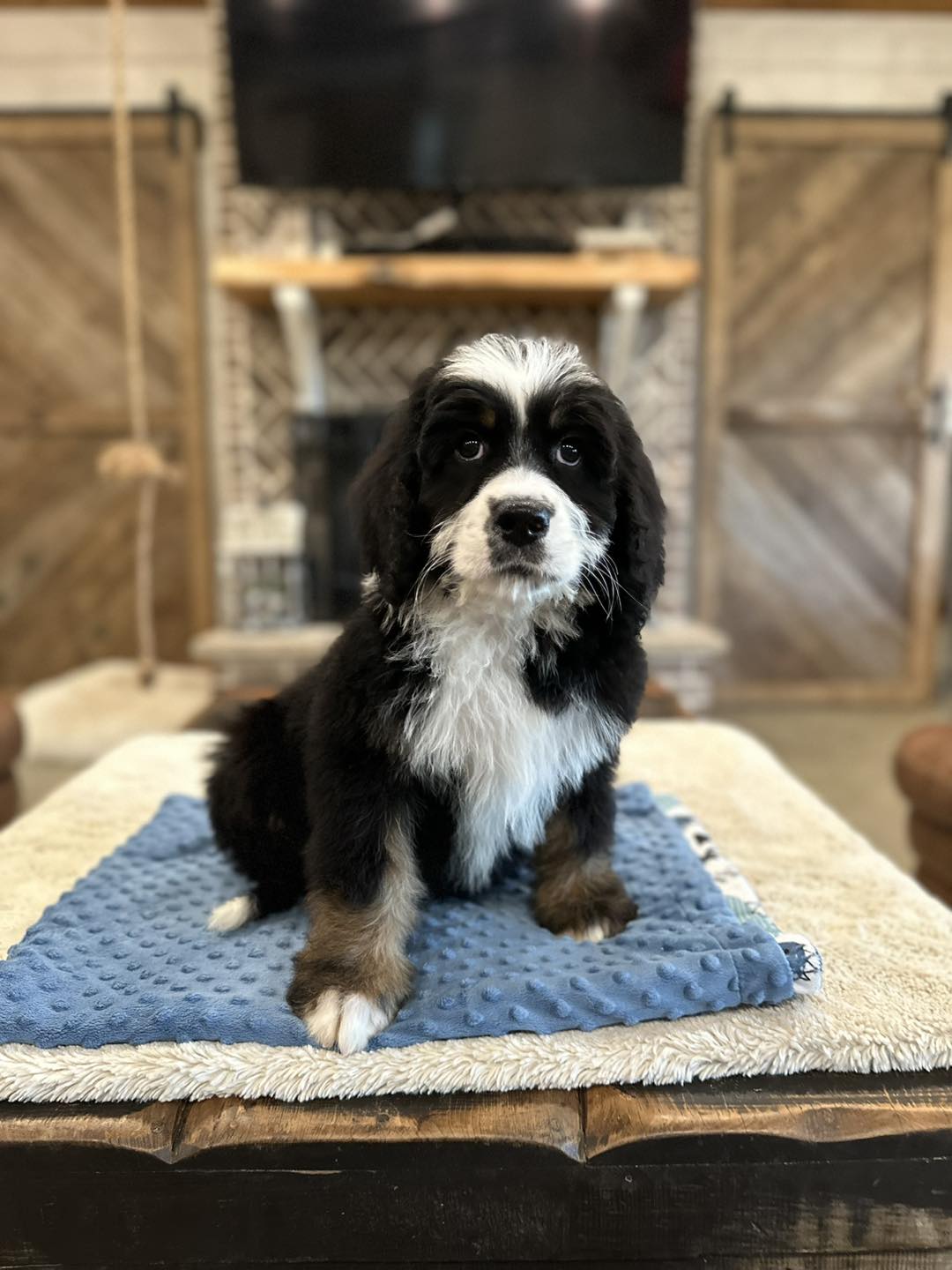 Happy Gotcha Day cuties 💜... - Clanton Ridge Farm | Facebook