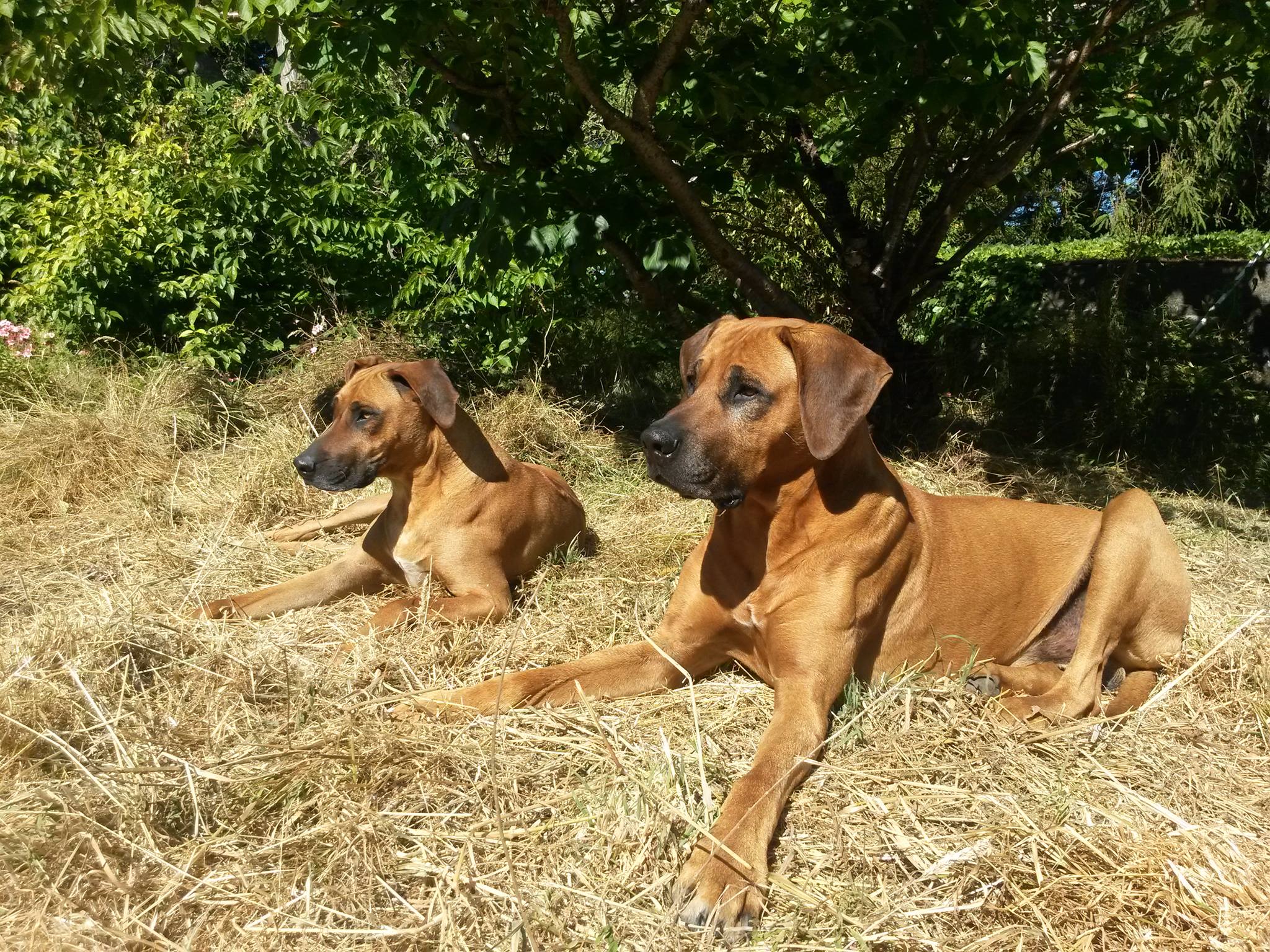 Panorama Ridgebacks | Masterton