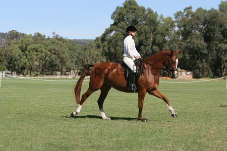 Rosevale Park Agistment Centre | Perth WA
