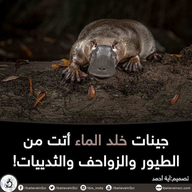 جينات خلد الماء... - I believe in Science - أنا أصدق العلم | Facebook