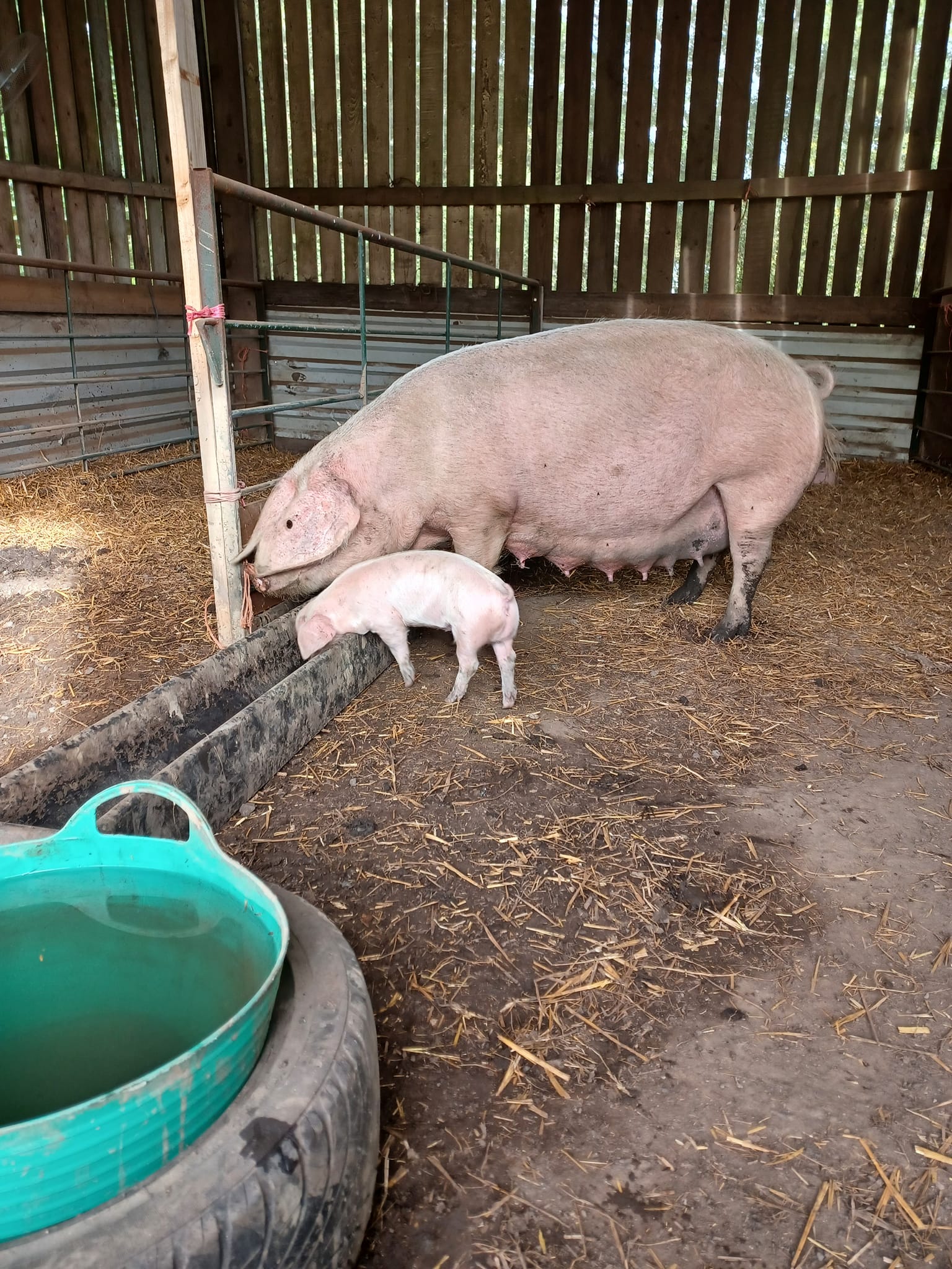 I thought I'd give you a taste of... - Smallholding Secrets