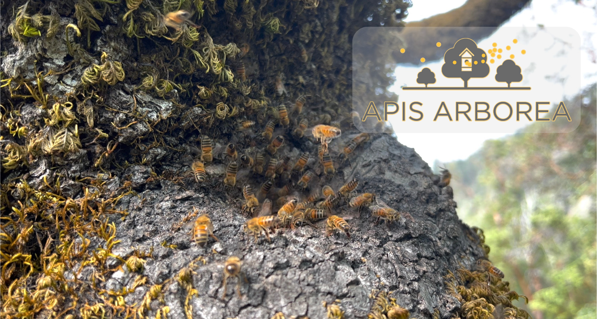 Apis Arborea