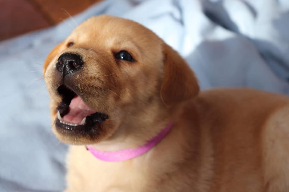 Melton Labradors