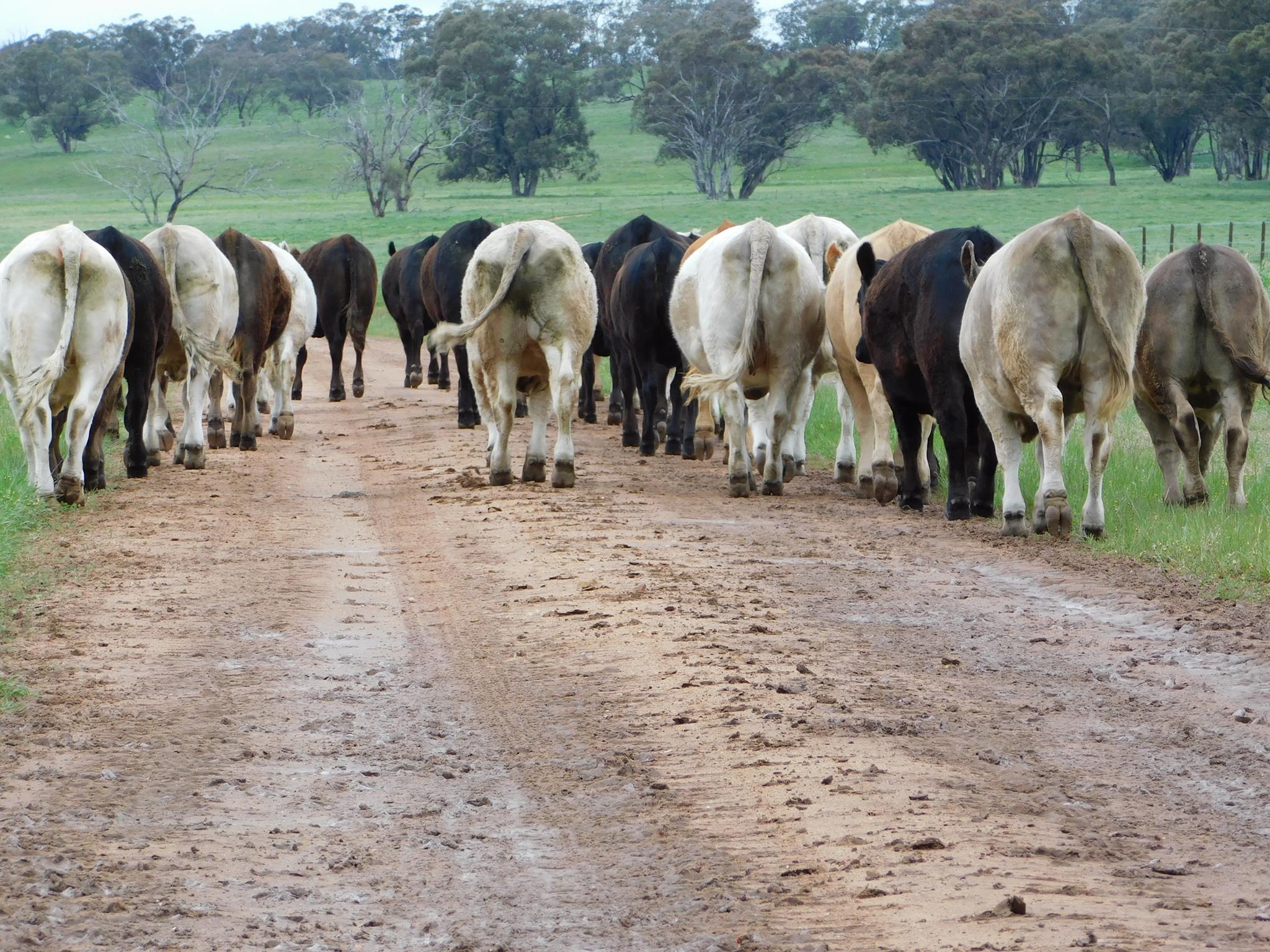 Callow Livestock Pty Ltd | Dunedoo NSW