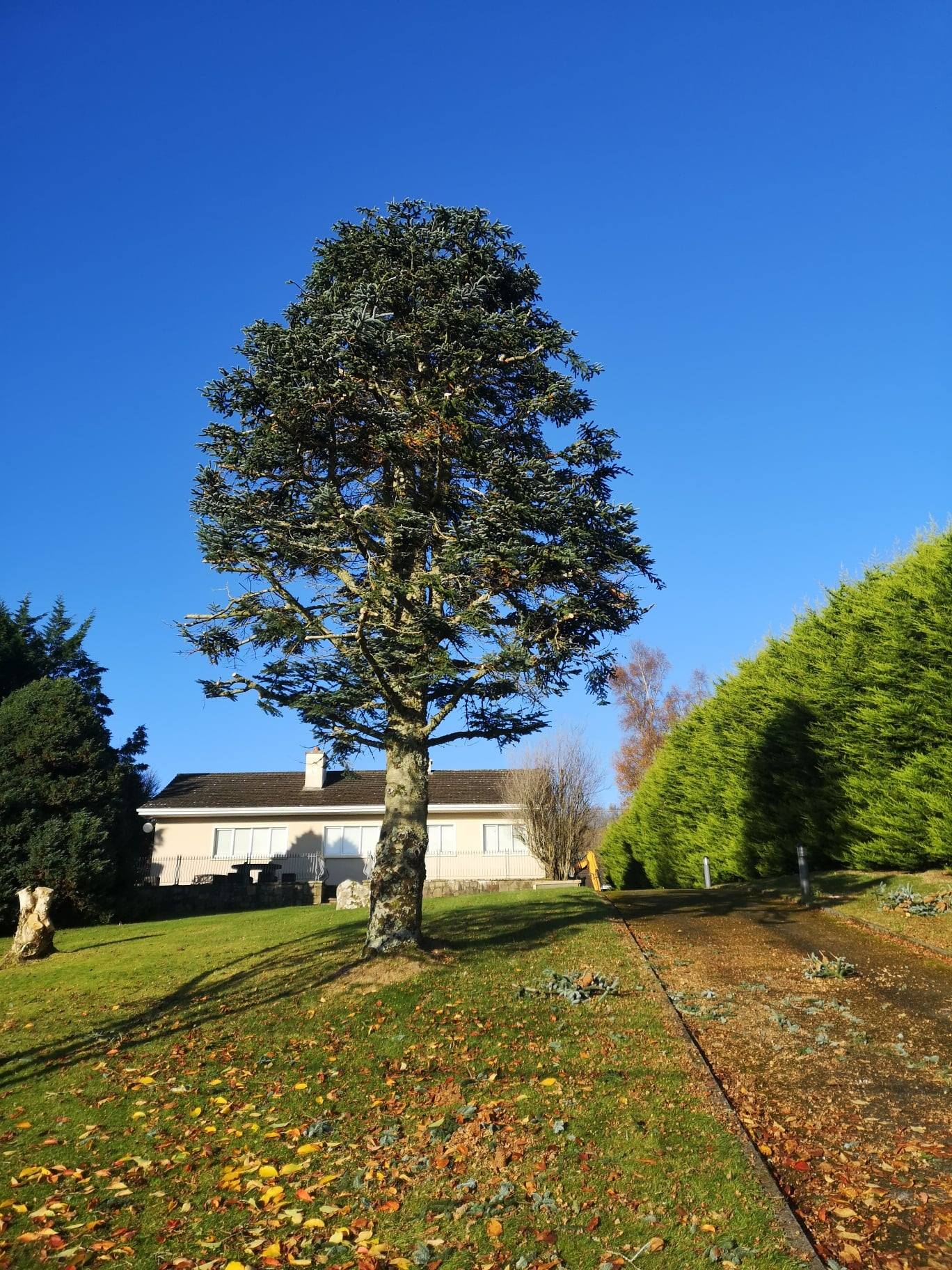 Any size tree... - O'Rourke Landscaping and Tree Surgery
